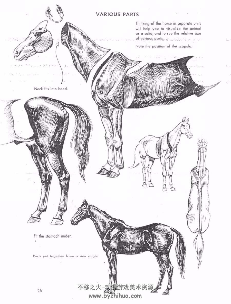 THE ART OF ANIMAL DRAWING 动物素描教学教程PDF下载