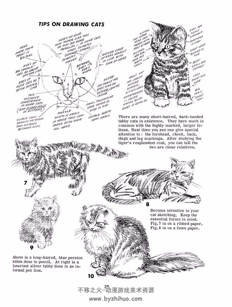 How to Draw Animals 怎样画动物 动作肌肉结构绘制教学 PDF下载