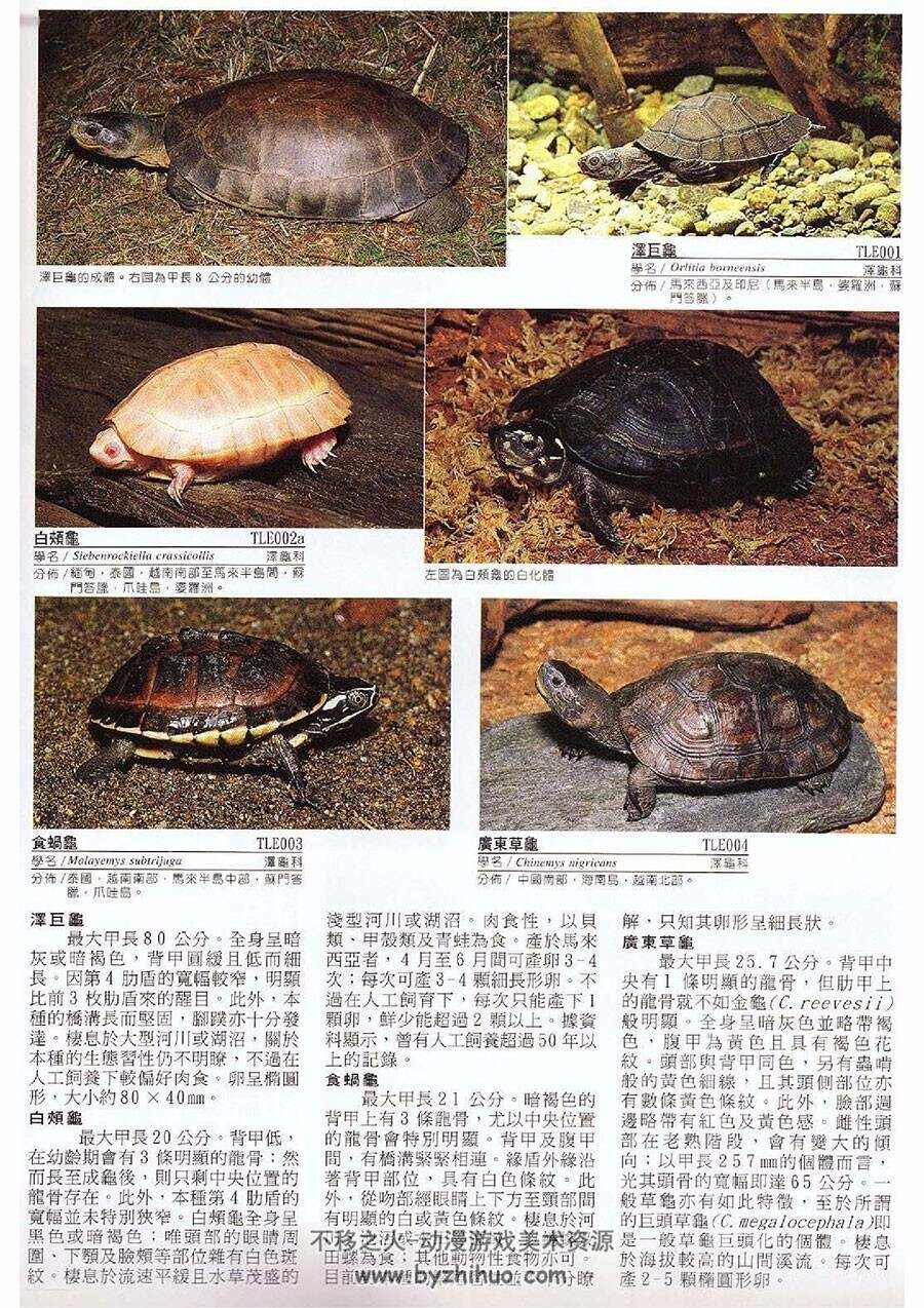 爬虫类 两栖类800种图鉴 爬行动物照片参考资料素材下载