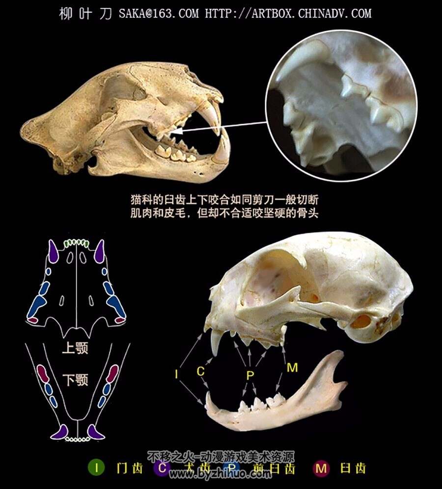 动物骨架结构 参考图片素材资料欣赏合集