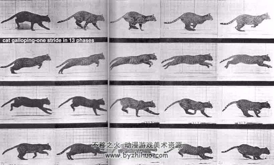 动物骨架结构 参考图片素材资料欣赏合集