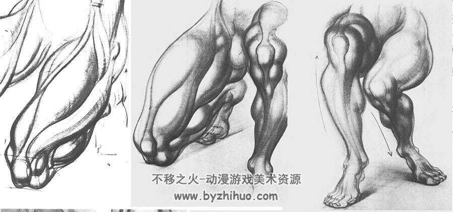 绘画专用 人体解剖结构肌肉骨骼图片素材解析资料下载 563P
