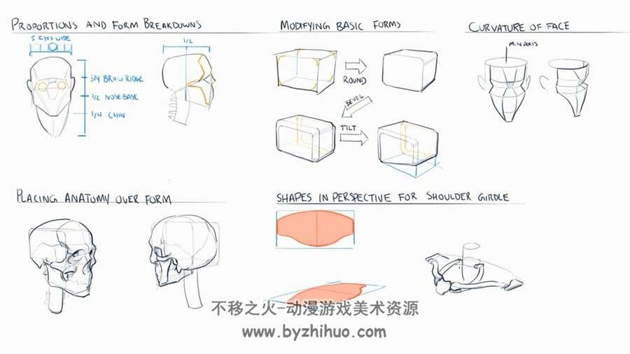 头颈躯干骨骼肌肉 人体解剖学原理教学视频教程