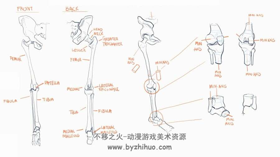 头颈躯干骨骼肌肉 人体解剖学原理教学视频教程