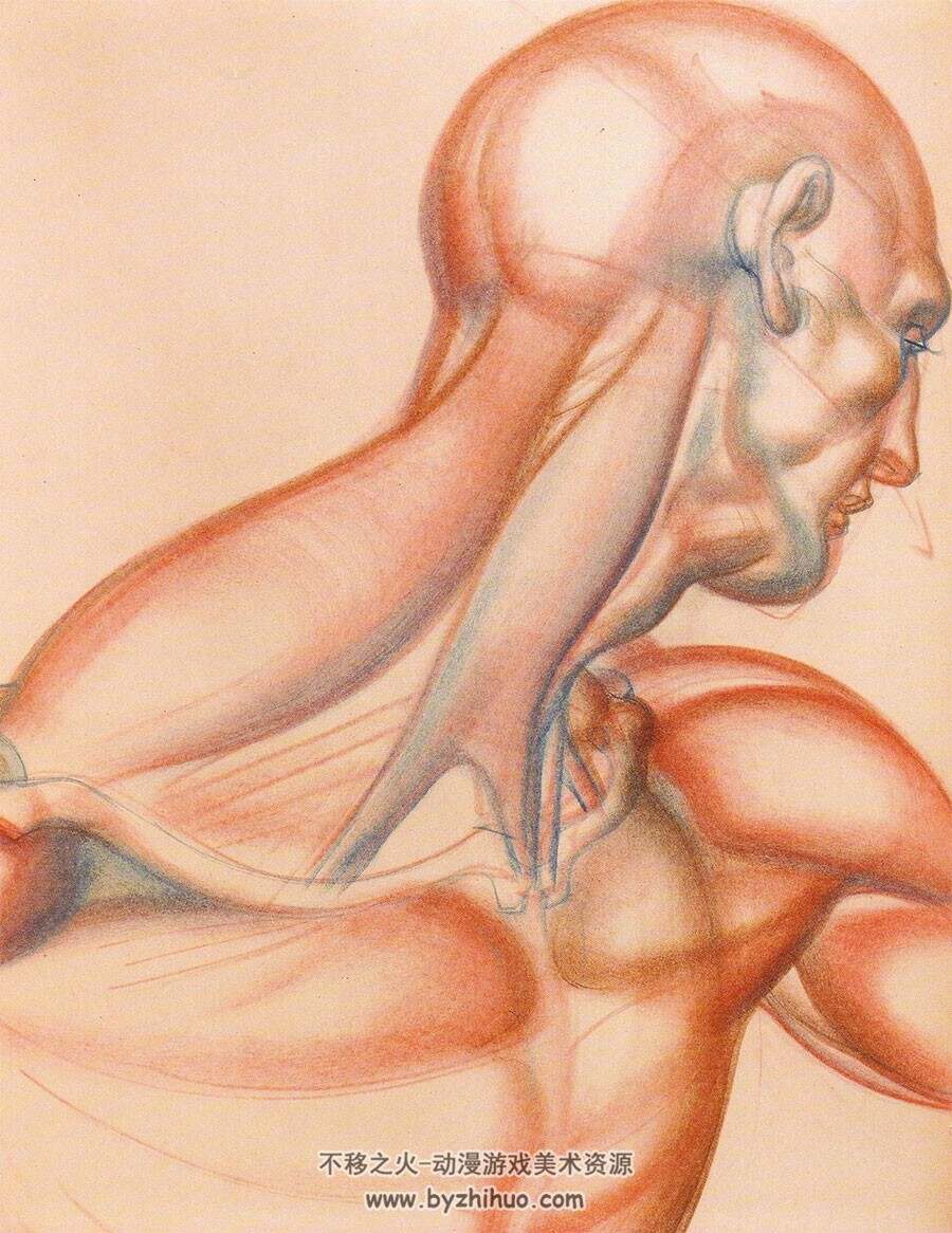 Dynamic Anatomy 动态解剖学 Burne Hogarth 人体肌肉结构绘画素描教学网盘下载