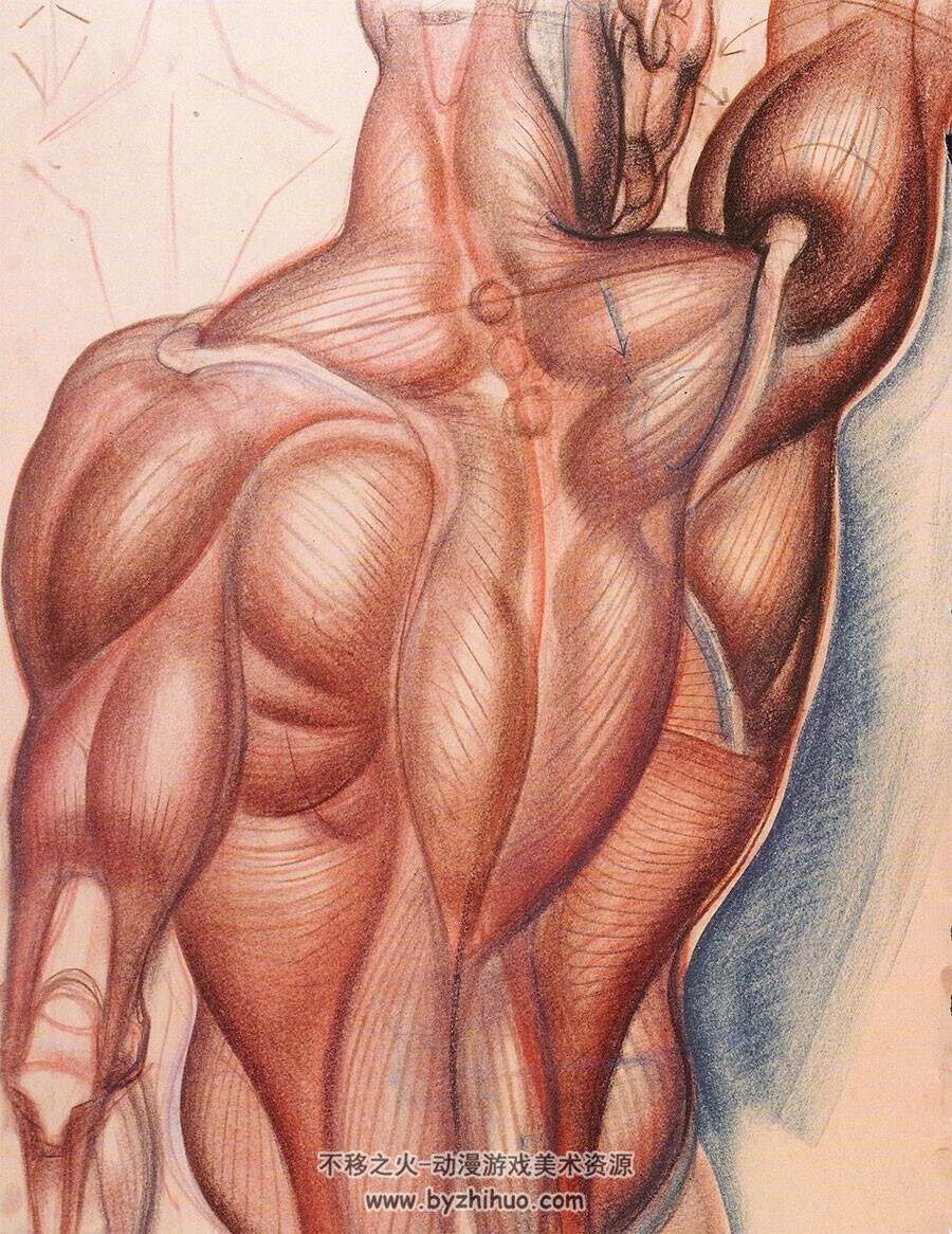 Dynamic Anatomy 动态解剖学 Burne Hogarth 人体肌肉结构绘画素描教学网盘下载