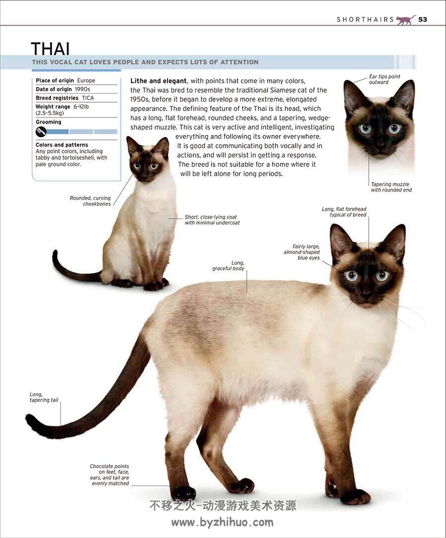 完整的猫品种手册 The Complete Cat Breed Book 猫的百科全书资料参考写真集