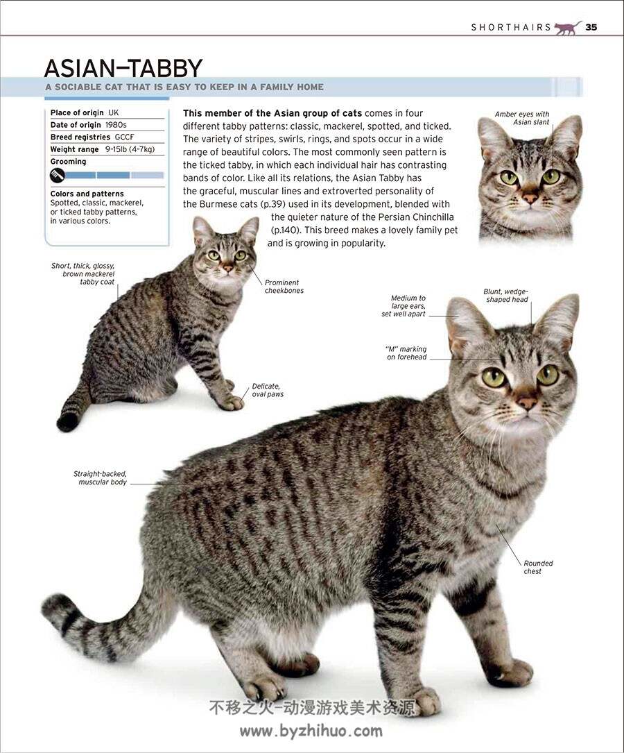 完整的猫品种手册 The Complete Cat Breed Book 猫的百科全书资料参考写真集