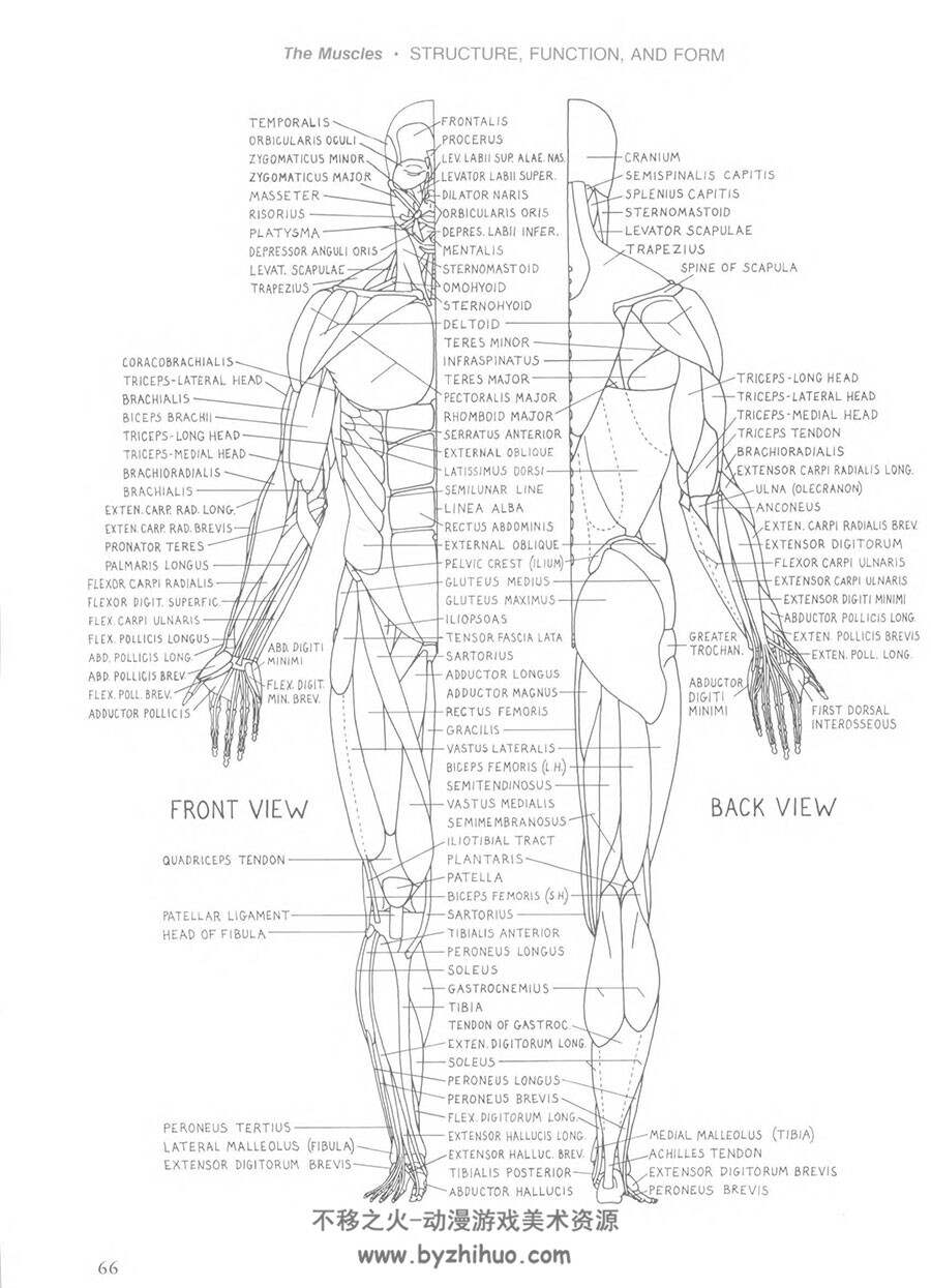 艺术家的人体解剖学 - 形式元素 Human Anatomy for Artists – The Elements of Form