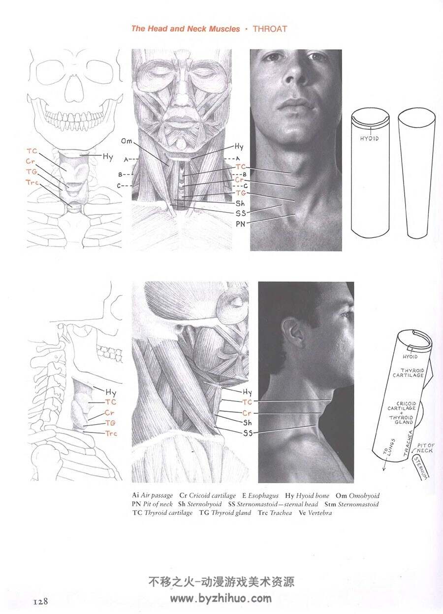艺术家的人体解剖学 - 形式元素 Human Anatomy for Artists – The Elements of Form