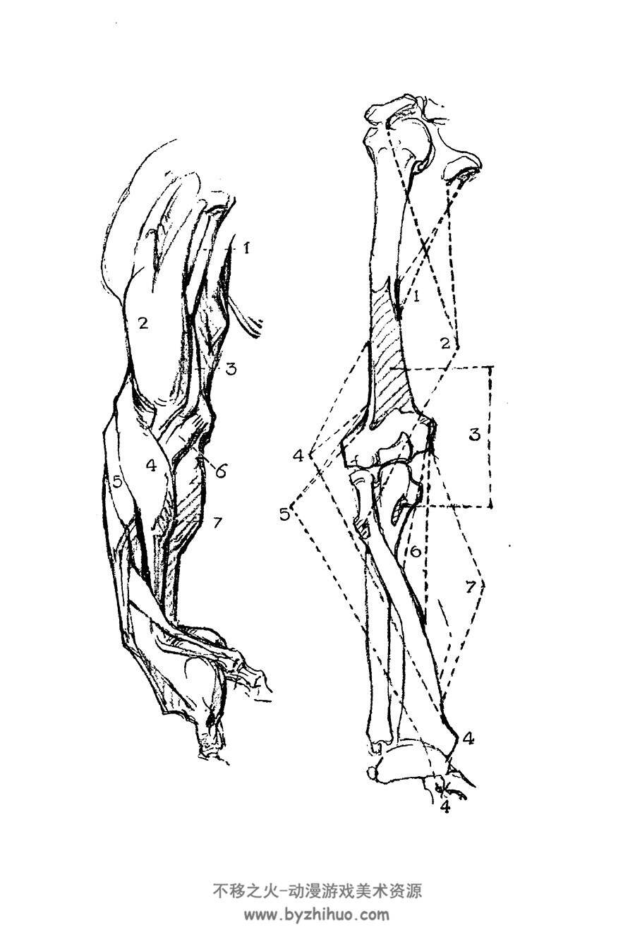 Constructive Anatomy 构造解剖学 George Bridgman 人体各部位结构解析教学