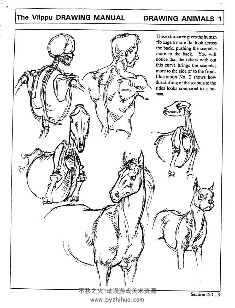 Drawing Manual 绘图手册 Glenn Vilppu 人和动物体态结构