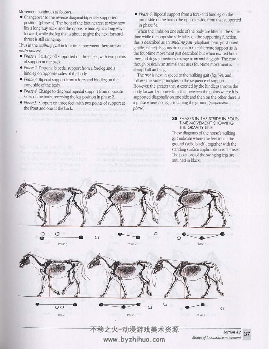 The Artist's Guide to Animal Anatomy 动物解剖学艺术家指南
