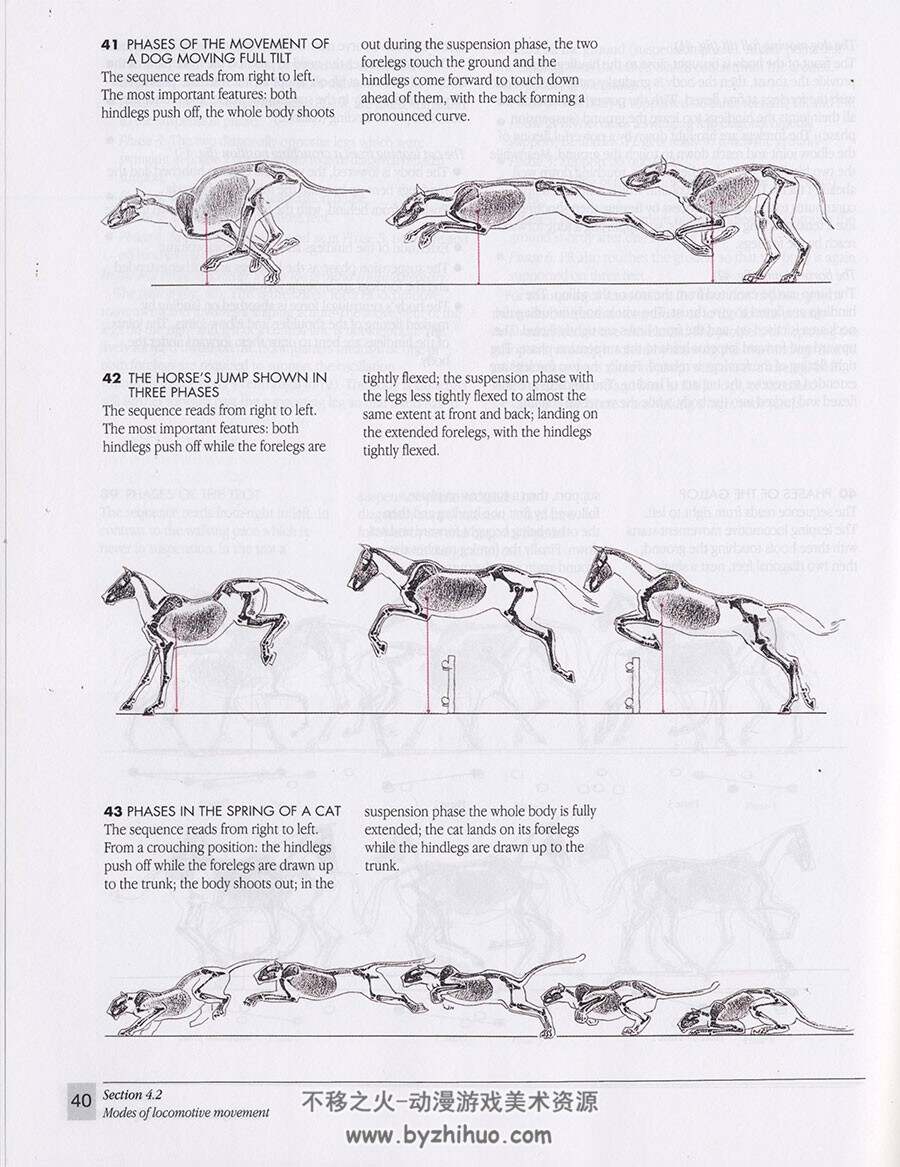 The Artist's Guide to Animal Anatomy 动物解剖学艺术家指南