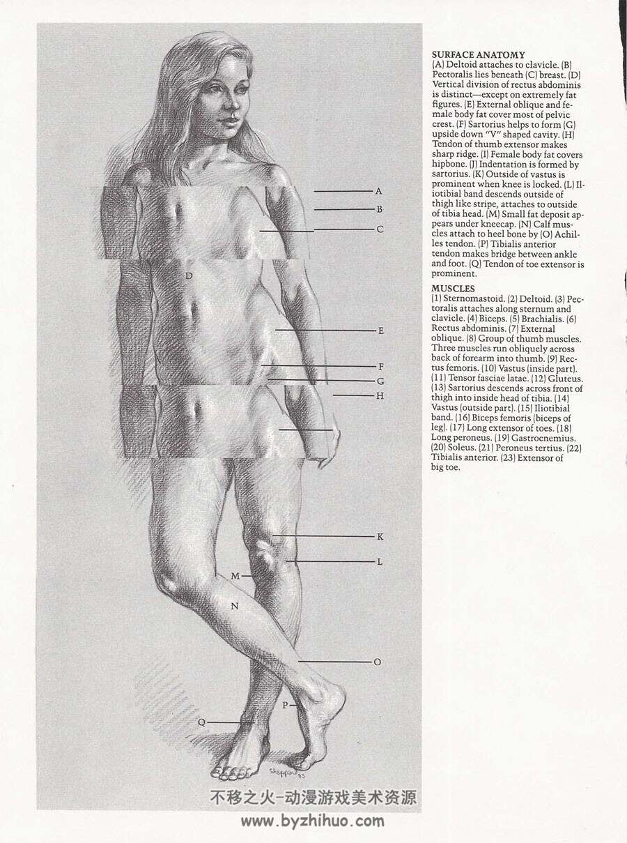 Drawing the Living Figure 画栩栩如生的人物 Joseph Sheppard 男女人体素描教学