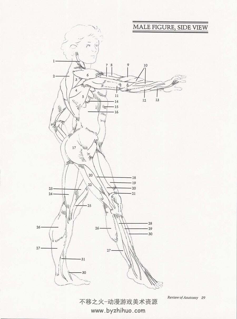 Drawing the Living Figure 画栩栩如生的人物 Joseph Sheppard 男女人体素描教学
