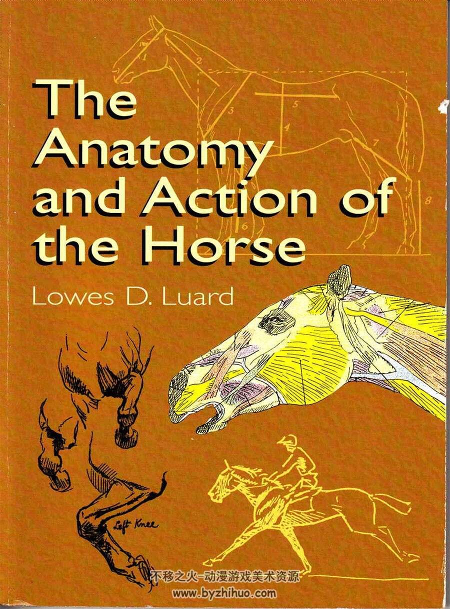 The Anatomy and Action of the Horse 马的解剖和动作 手绘马肌肉骨骼结构基础