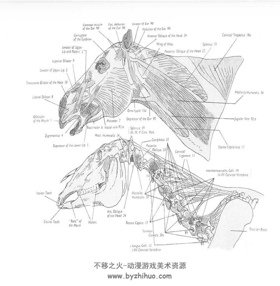 The Anatomy and Action of the Horse 马的解剖和动作 手绘马肌肉骨骼结构基础