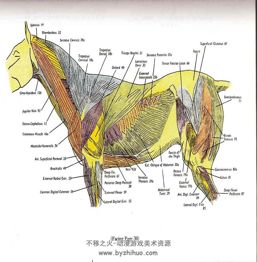 The Anatomy and Action of the Horse 马的解剖和动作 手绘马肌肉骨骼结构基础