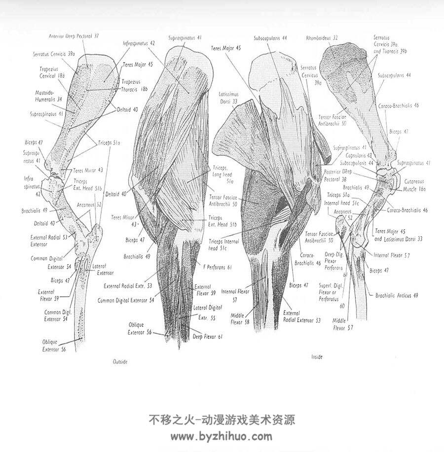 The Anatomy and Action of the Horse 马的解剖和动作 手绘马肌肉骨骼结构基础