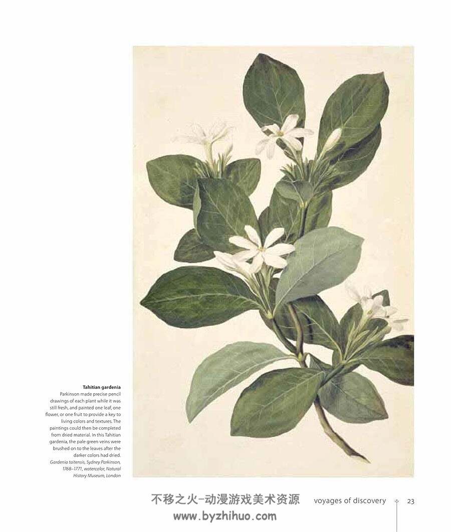 Botany for the Artist 艺术家植物学 Sarah Simblet 手绘植物科普书 网盘下载