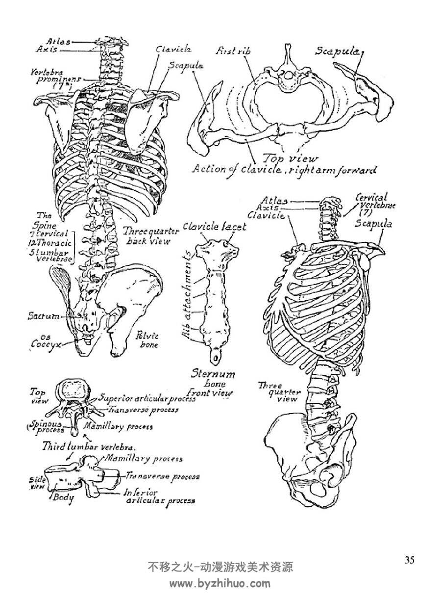 Anatomy and Drawing 解剖学与绘画 Victor Perard 人体结构绘画教学 网盘下载