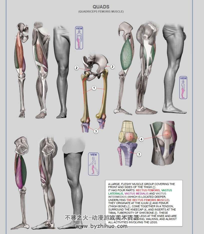 Anatomy for Sculptors