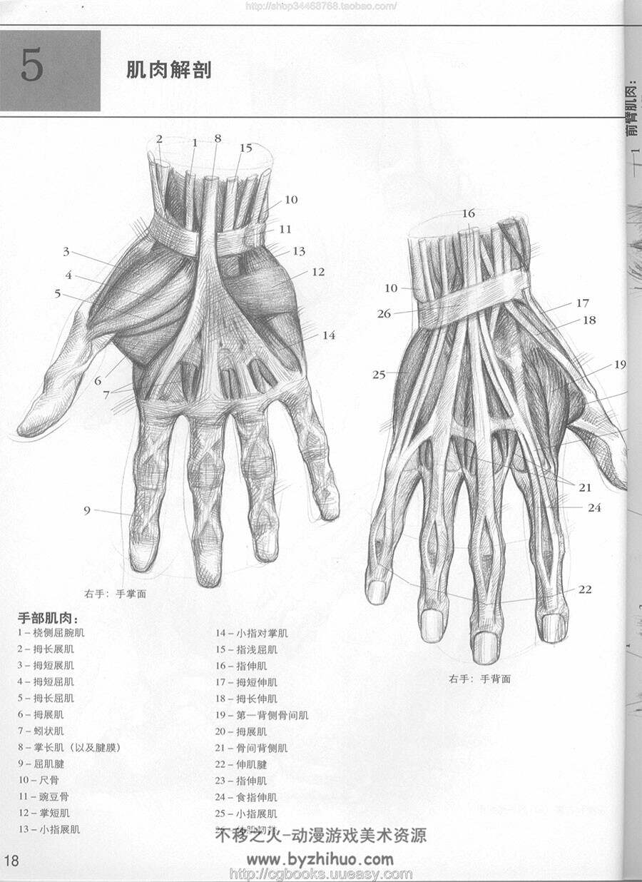 手与足素描 结构比例姿态动作 意大利经典素描训练教程