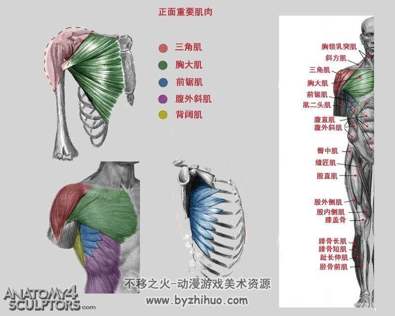 人体肌肉参考美术绘画素材分享下载 19P