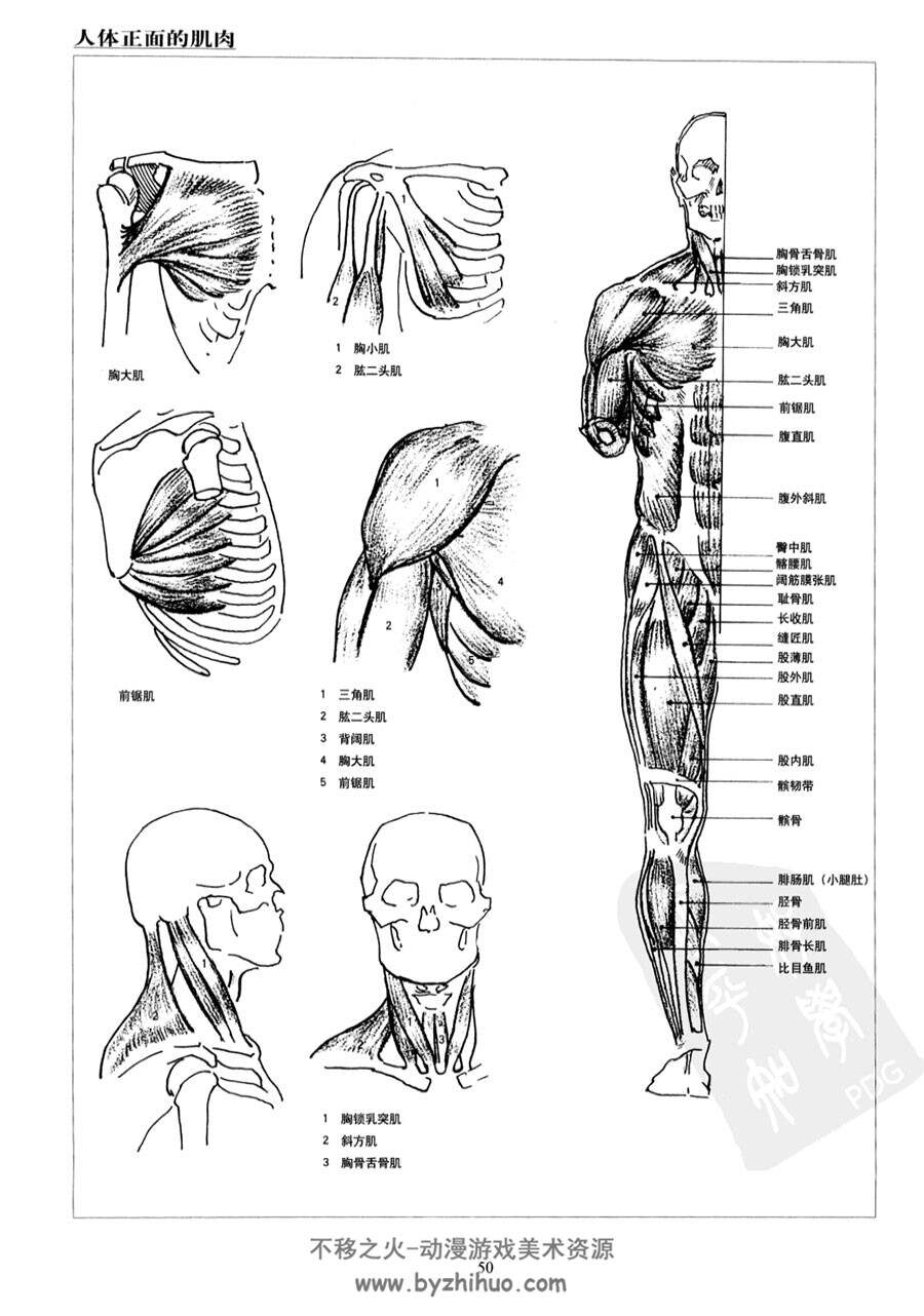 人体素描法 安德鲁·路米斯 外国人体素描绘画教学书籍PDF下载