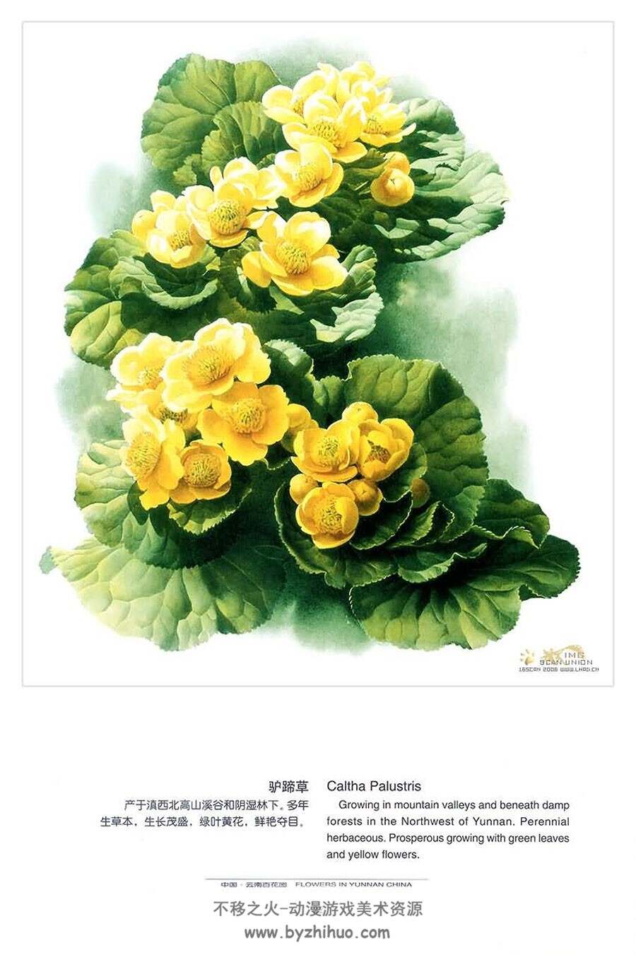中国云南百花图 曾孝濂 彩绘鲜花植物画集 PDF版 百度网盘下载