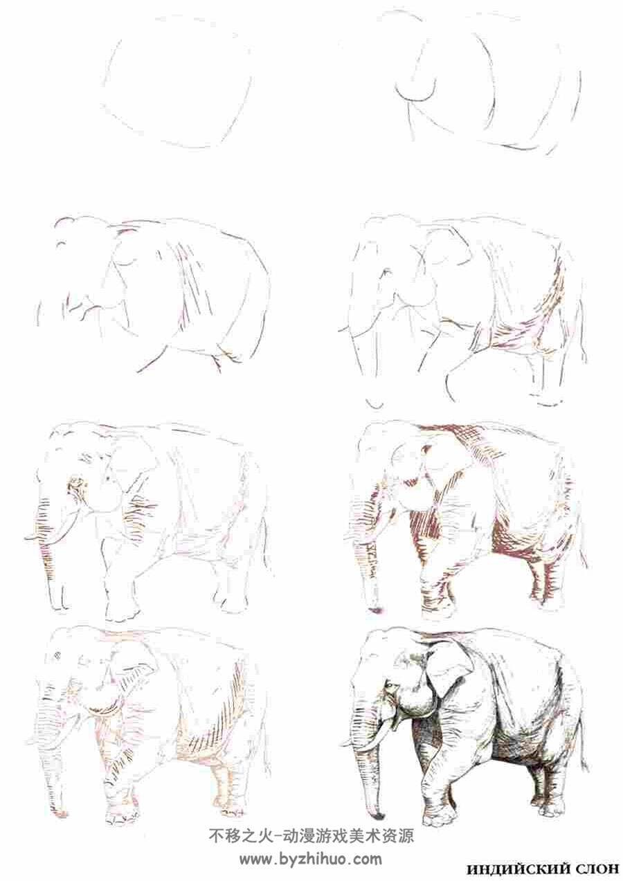 50个野生动物的画法 外国野生动物手绘教程资源 百度网盘下载