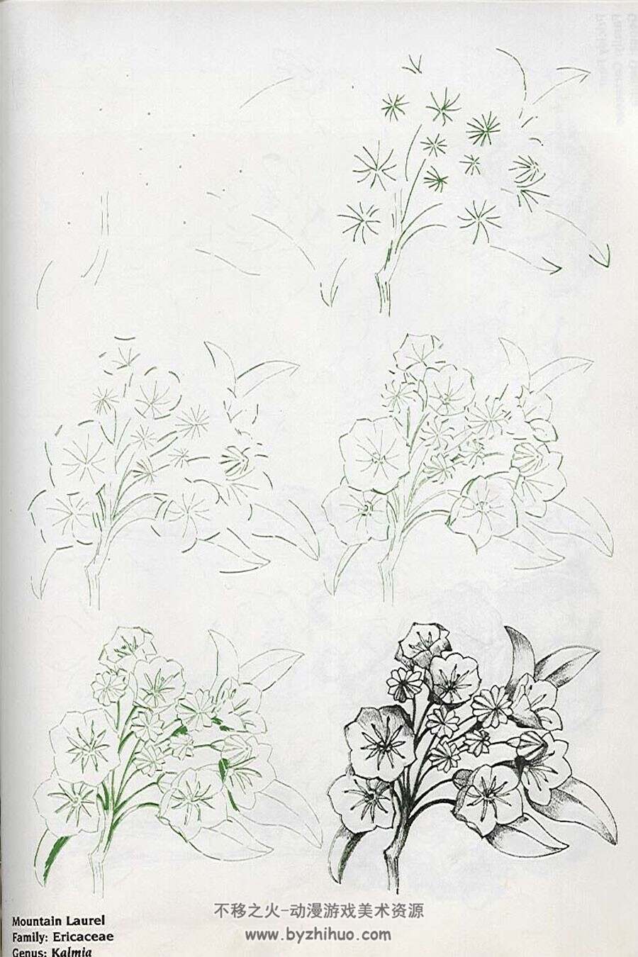 50种花的绘画方法 外国花的手绘教程资源 百度网盘下载