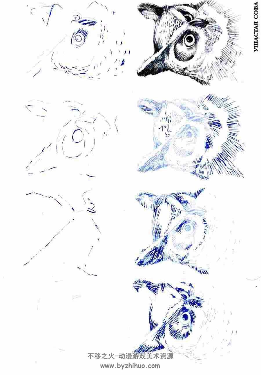 50种鸟类的绘画方法 外国鸟类的手绘教程资源 百度网盘下载