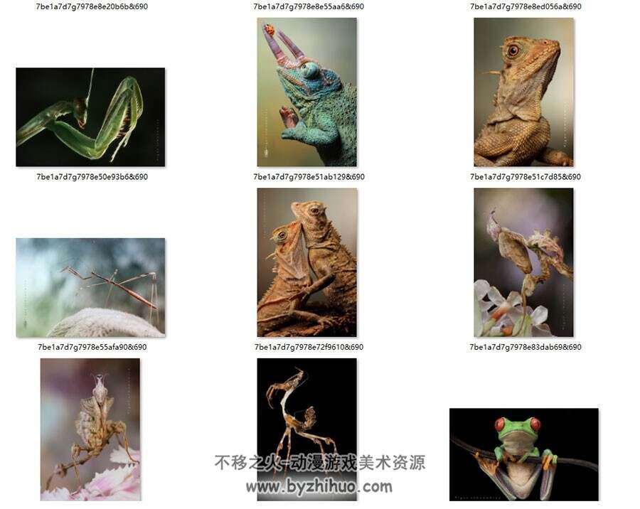 动物昆虫 各种高清生物照片 329P 绘画参考素材下载