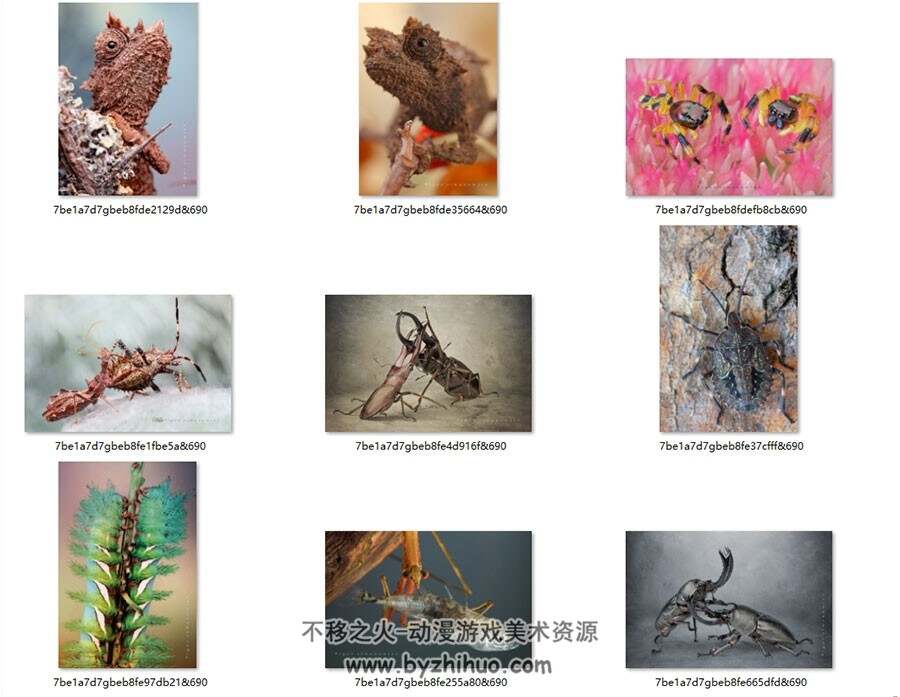 动物昆虫 各种高清生物照片 329P 绘画参考素材下载