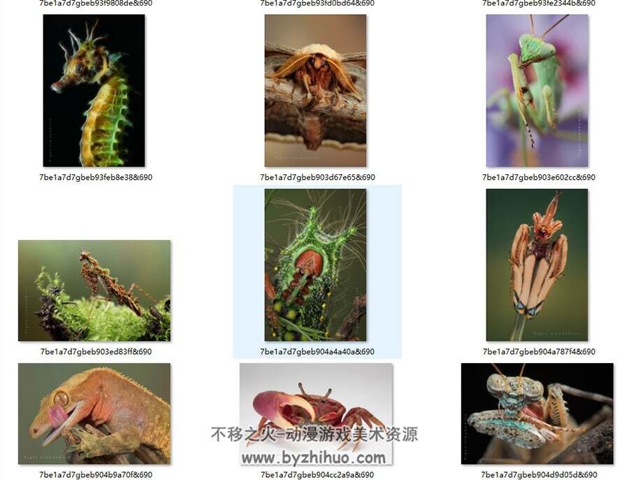 动物昆虫 各种高清生物照片 329P 绘画参考素材下载