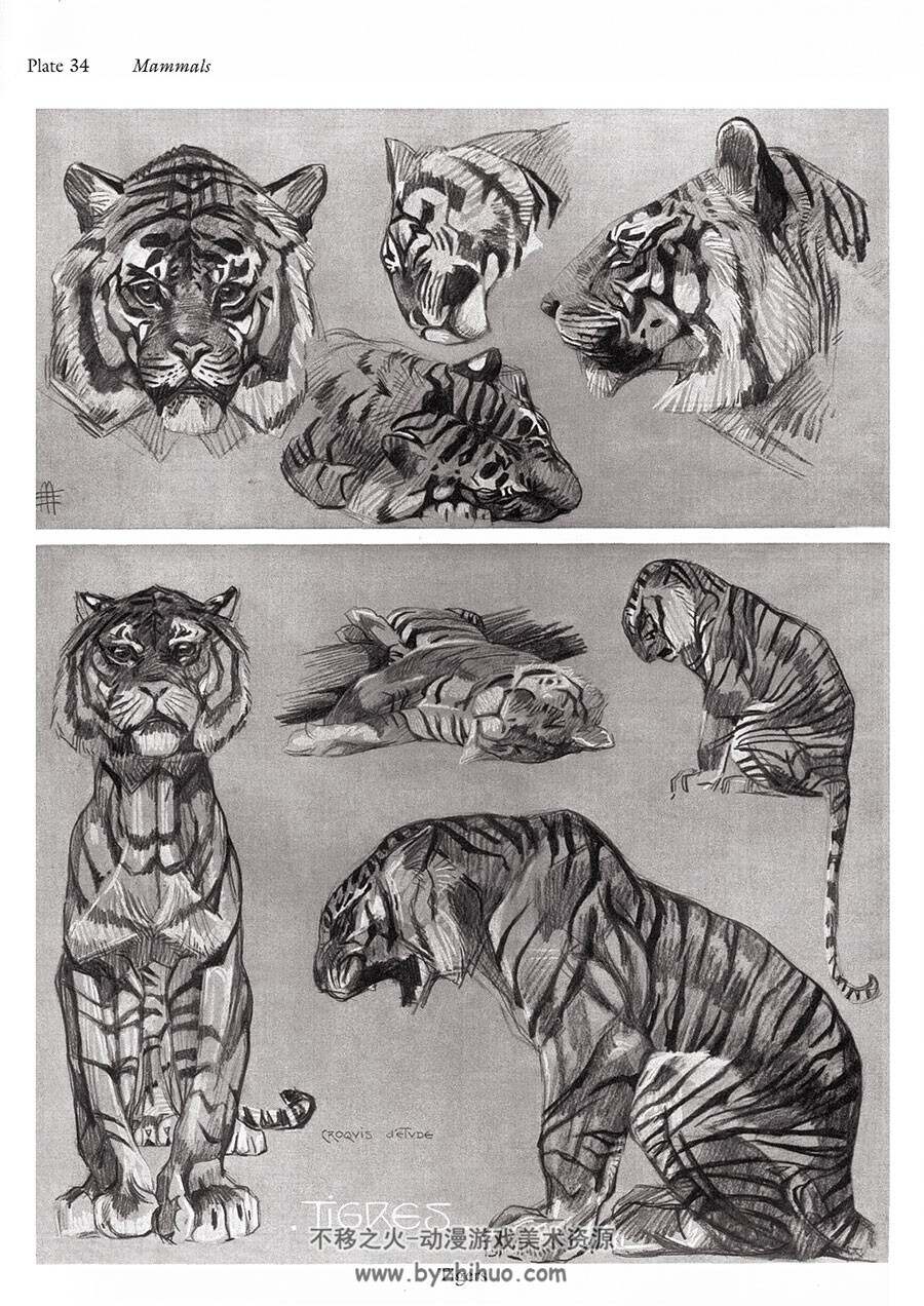 animal studies 手绘素描动物 写实风绘画作品集 百度网盘下载