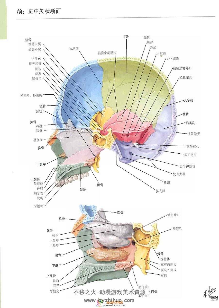 人体解剖学图谱 奈特 医用艺用参考书 百度网盘下载