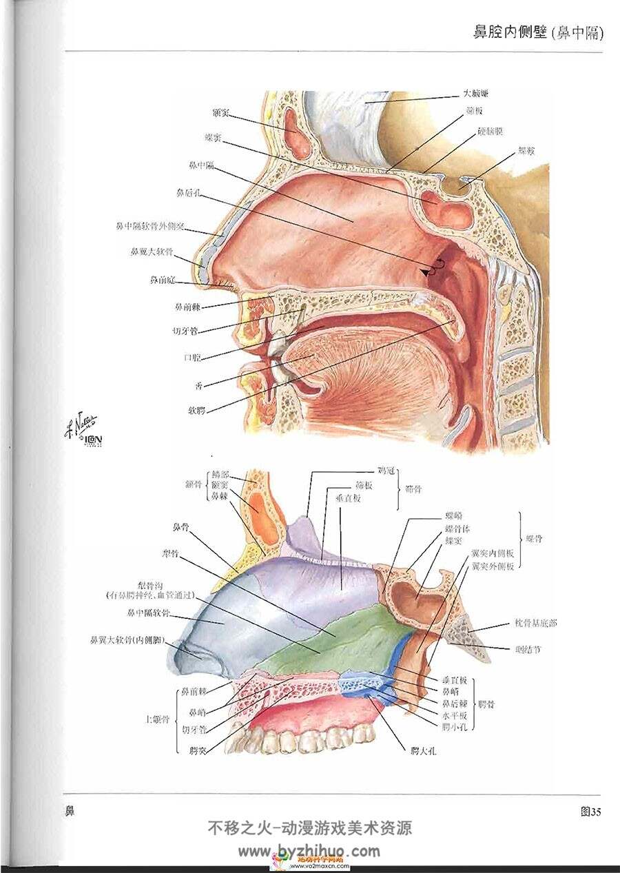 人体解剖学图谱 奈特 医用艺用参考书 百度网盘下载