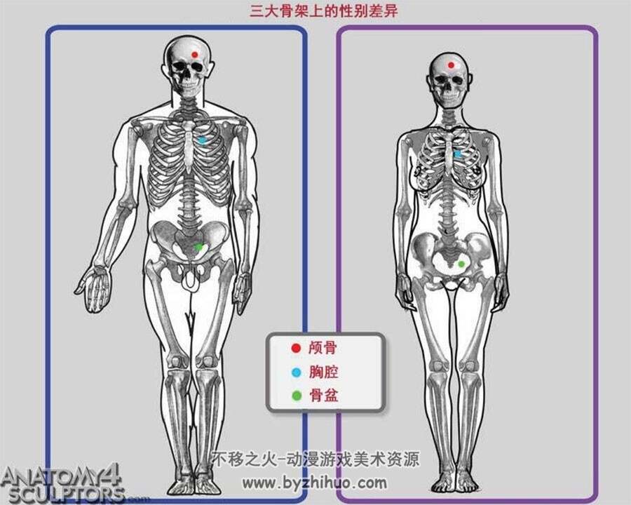 人体结构 真实结构详细解析 绘画参考素材资料 PDF百度网盘下载