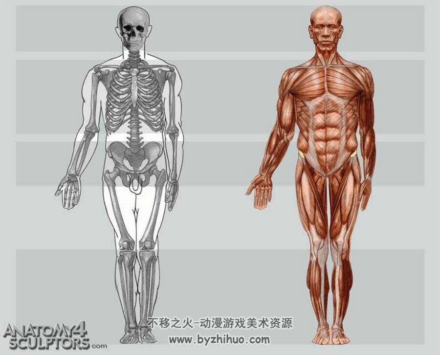 人体结构 真实结构详细解析 绘画参考素材资料 PDF百度网盘下载