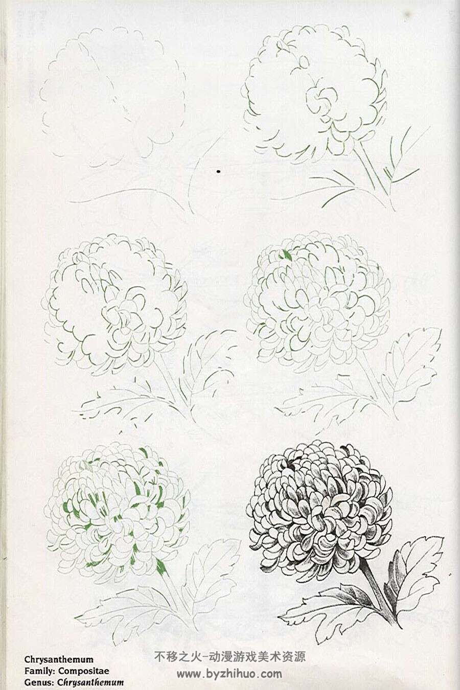 50种花卉的绘画技法 手绘植物绘画教程书籍资源 百度网盘下载