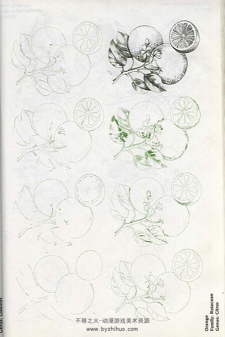 50种花卉的绘画技法 手绘植物绘画教程书籍资源 百度网盘下载