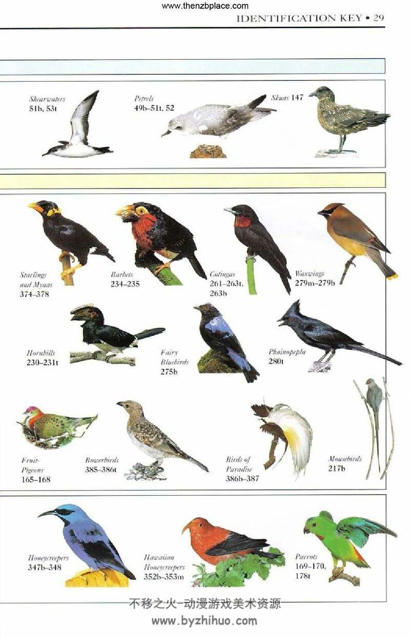 世界鸟类图鉴 BIRDS OF THE WORLD 美术素材分享 422P