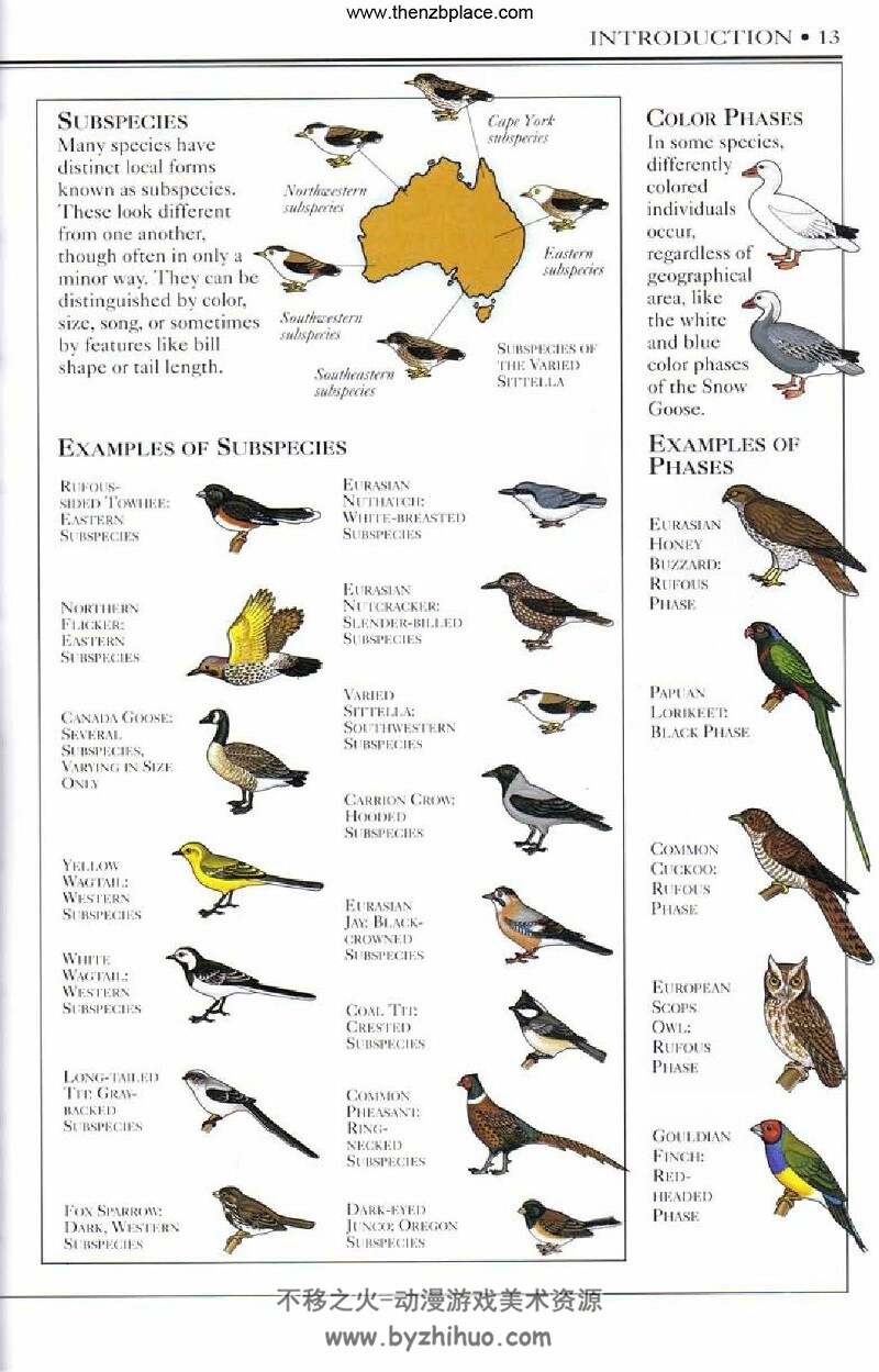 世界鸟类图鉴 BIRDS OF THE WORLD 美术素材分享 422P