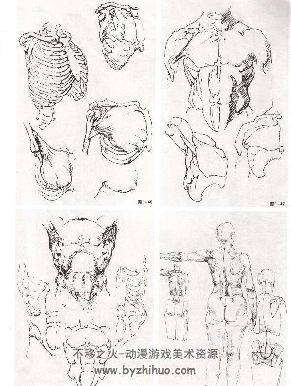 央美教材 艺用人体解构 美术绘画参考学习 199P 375M