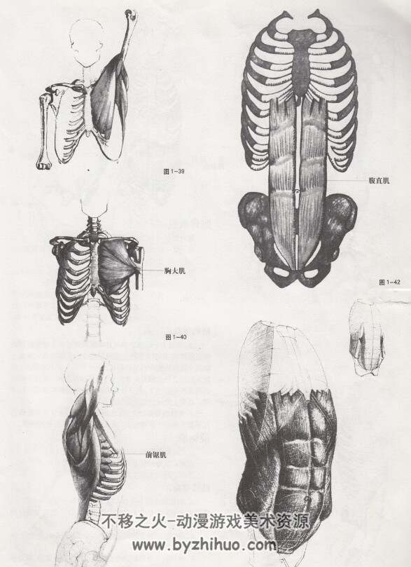 央美教材 艺用人体解构 美术绘画参考学习 199P 375M
