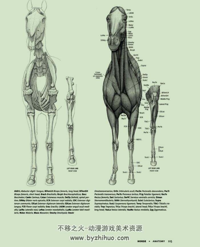 动物解剖结构pdf美术绘画素材百度网盘下载