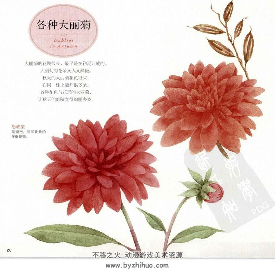 秋之花卉 幸福四季水彩花园 手绘花朵教程 百度网盘下载